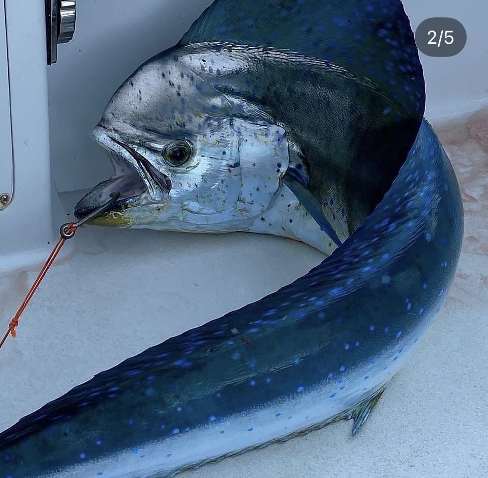 A large fresh-caught mahi mahi dorado on the deck of a sport fishing boat near Jaco Beach, Costa Rica