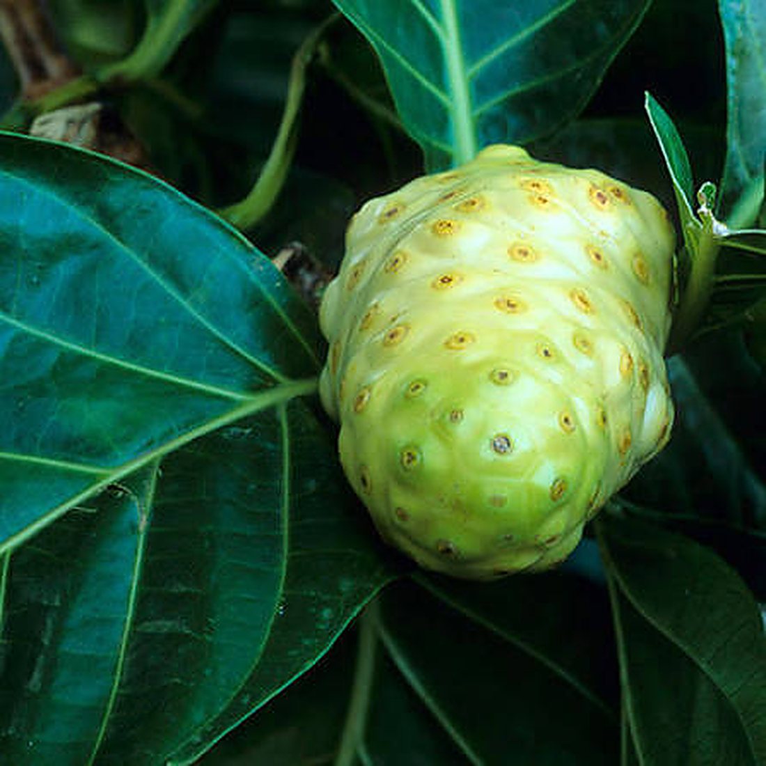 A green noni fruit with its distinctive bumpy, eye-dotted skin growing on the tree
