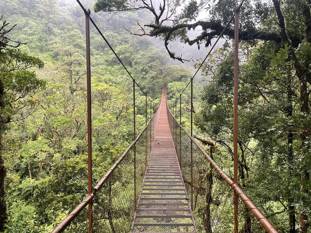 Hanging bridge in the rainforest