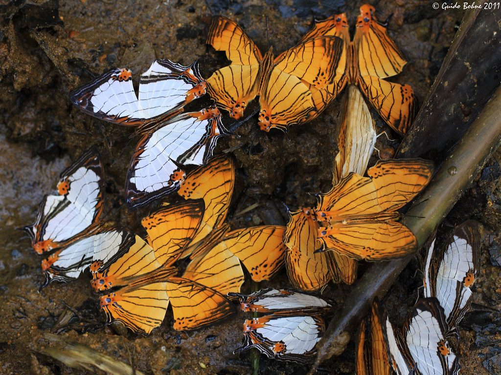 Tropical butterfly