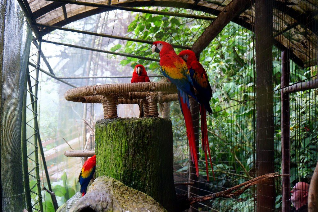 Scarlet macaw