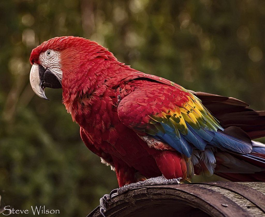 Scarlet macaw