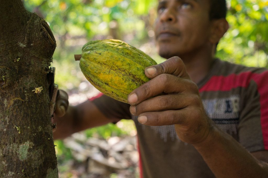 Cacao and chocolate