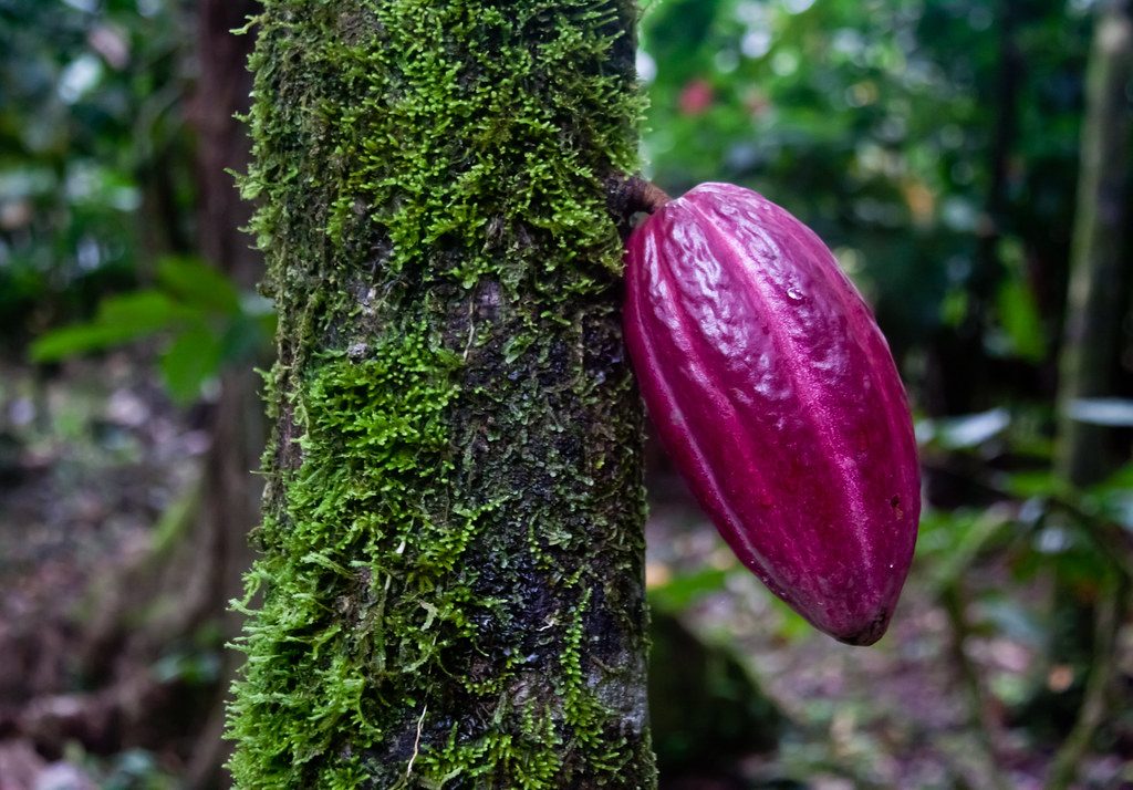 Cacao and chocolate