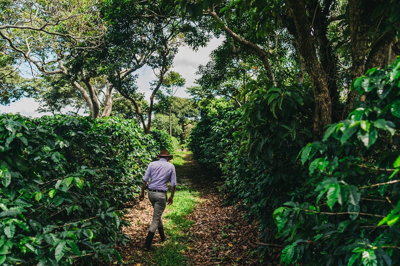 Walking a path through the green coffee plantation