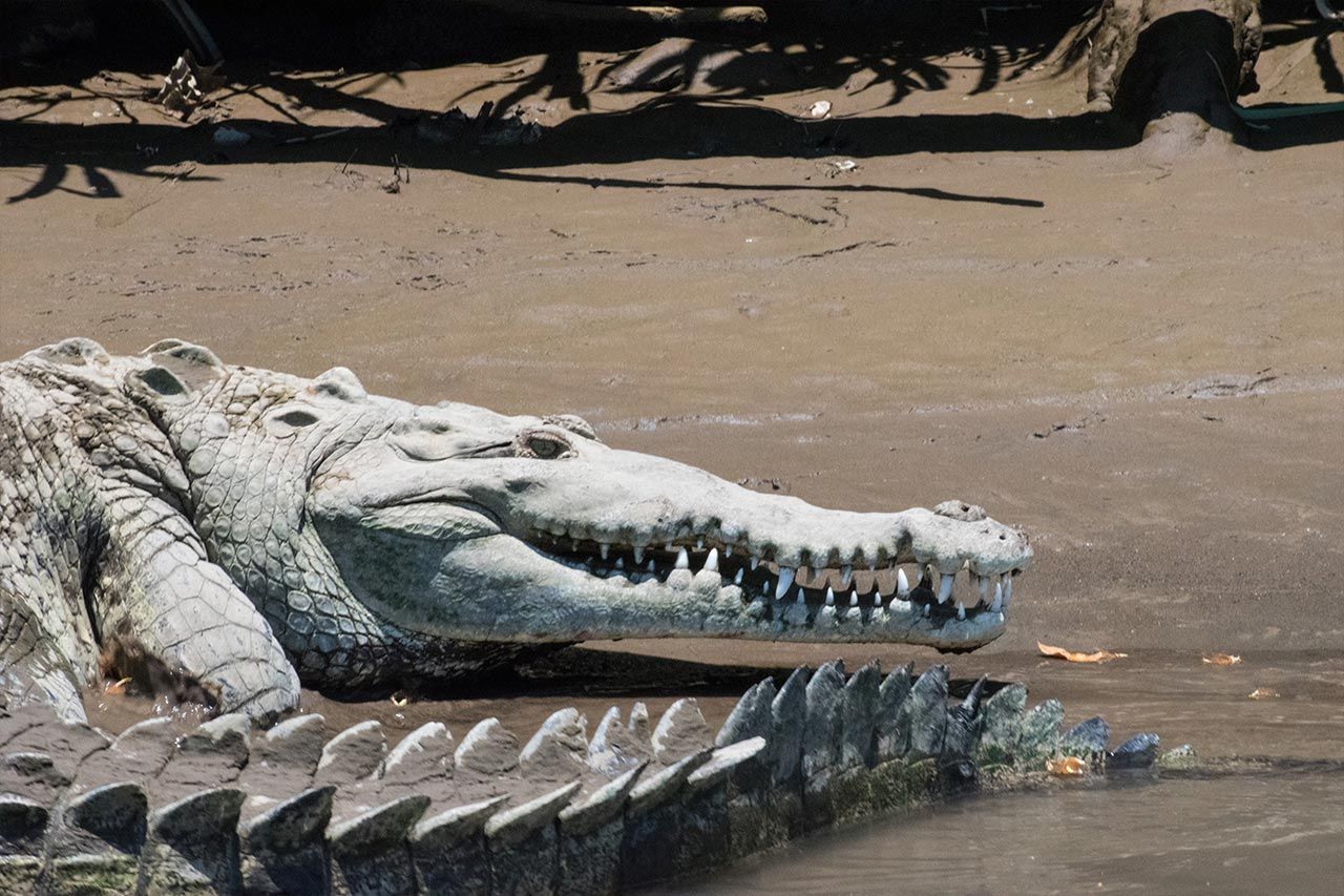 Wild crocodile