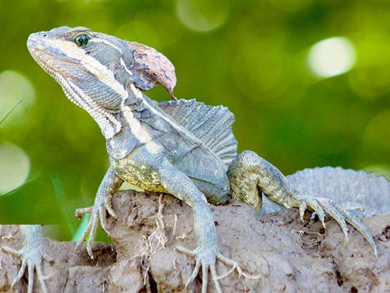 Basilisk lizard on a rock beside the river