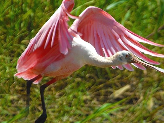 Roseate spoonbill wading in the shallows