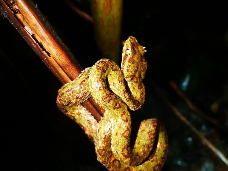 Eyelash viper coiled on a branch