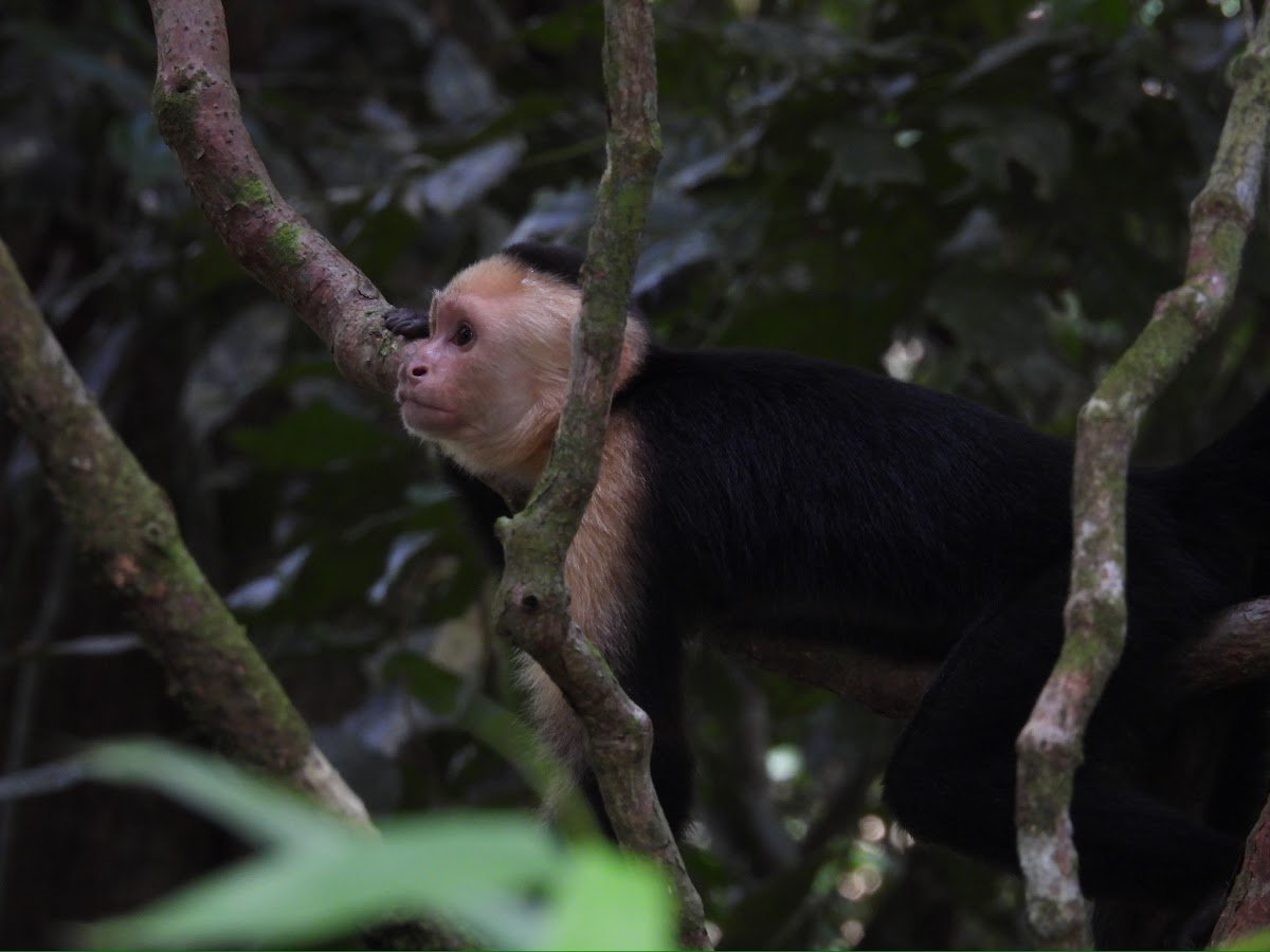 White-faced capuchin monkey in the rainforest