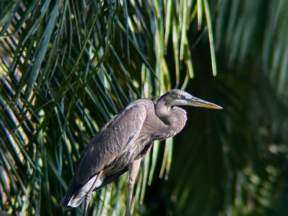 Colorful tropical bird in the palms