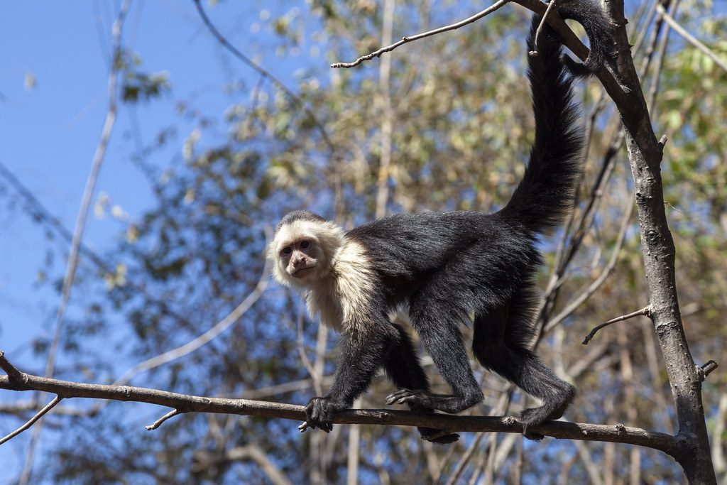 Monkey in the wild