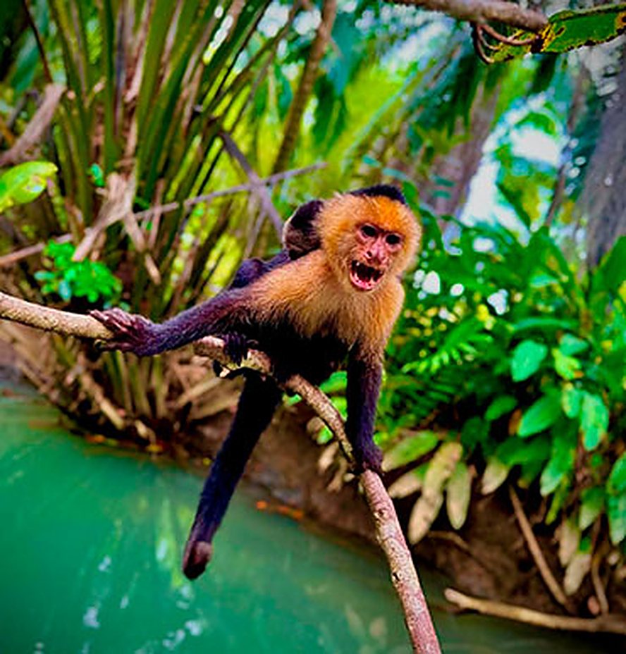 White-faced capuchin monkey on a branch over the mangrove water