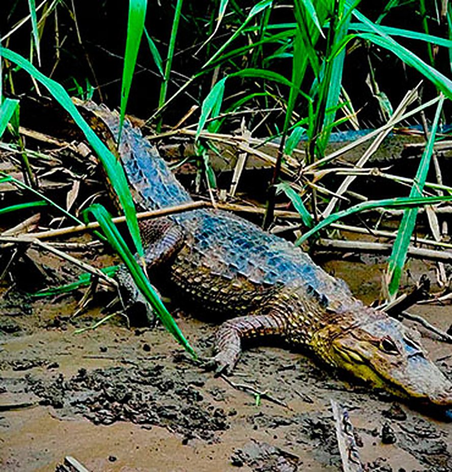 Crocodile resting on the riverbank