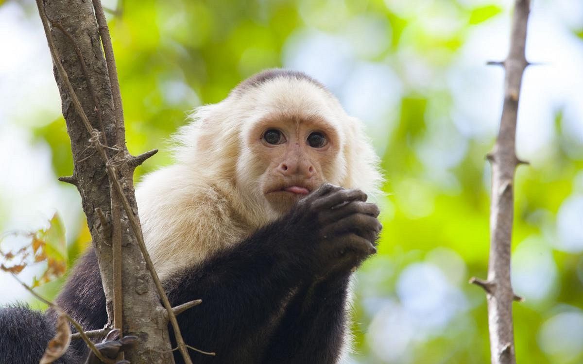Sloth in the trees