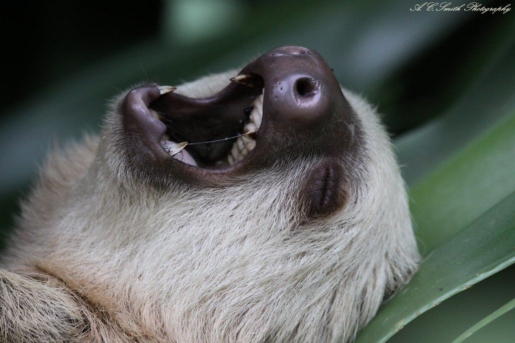 Sloth in the trees