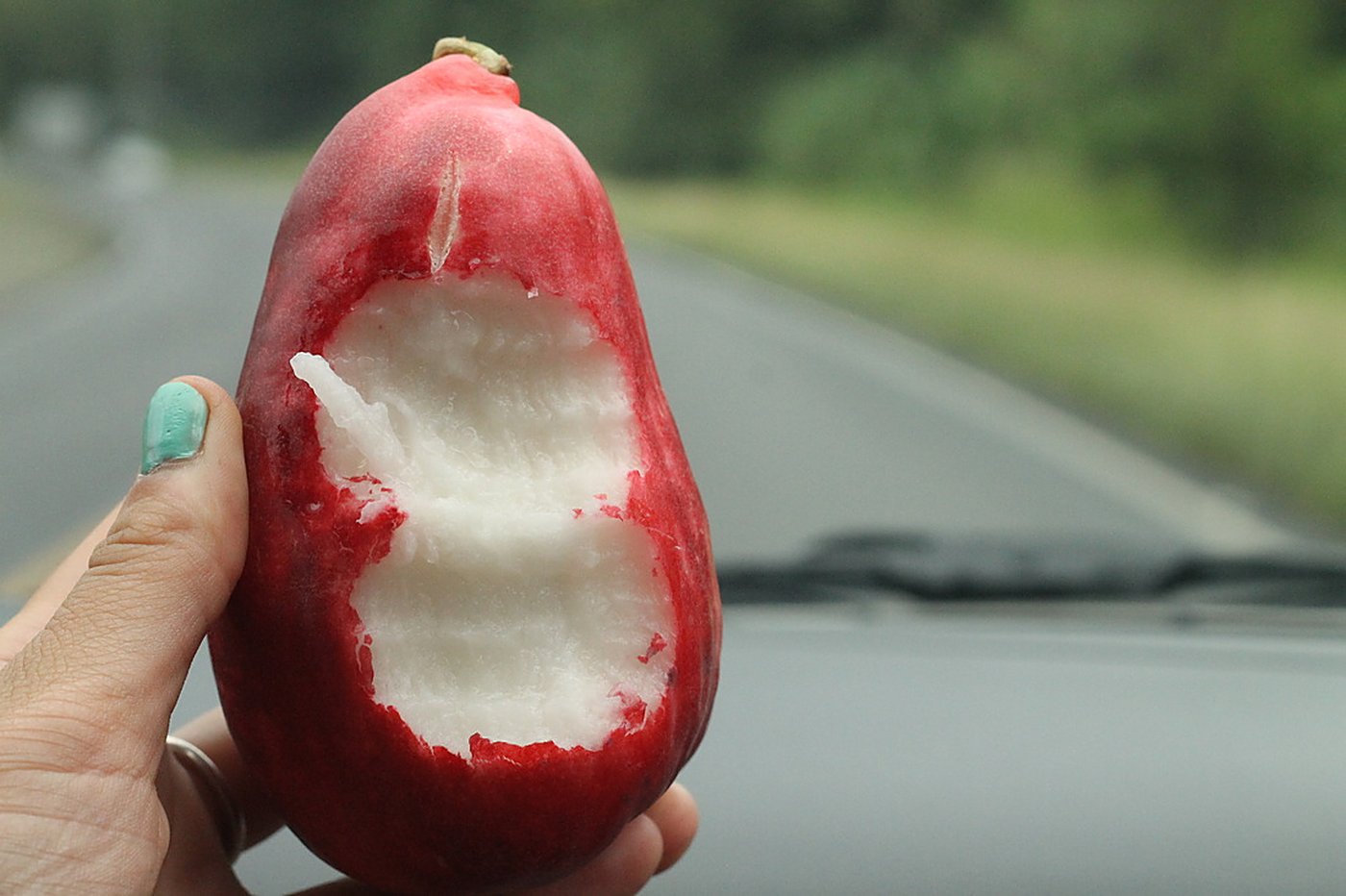 A hand holding a red water apple bitten open to reveal its crisp white watery flesh